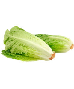 Lechuga Romana