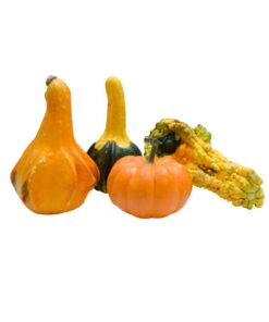 CALABAZA FANTASIA
