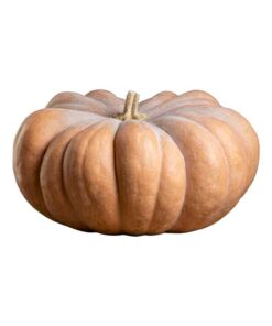 Calabaza Heirloom Halloween