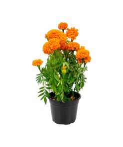 Maceta flor de cempasuchil pza